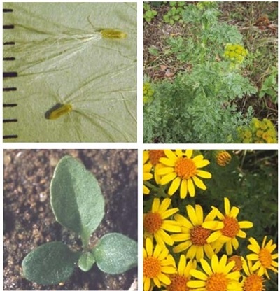 Ragwort at four growth stages